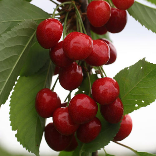 Черешня Тютчевка